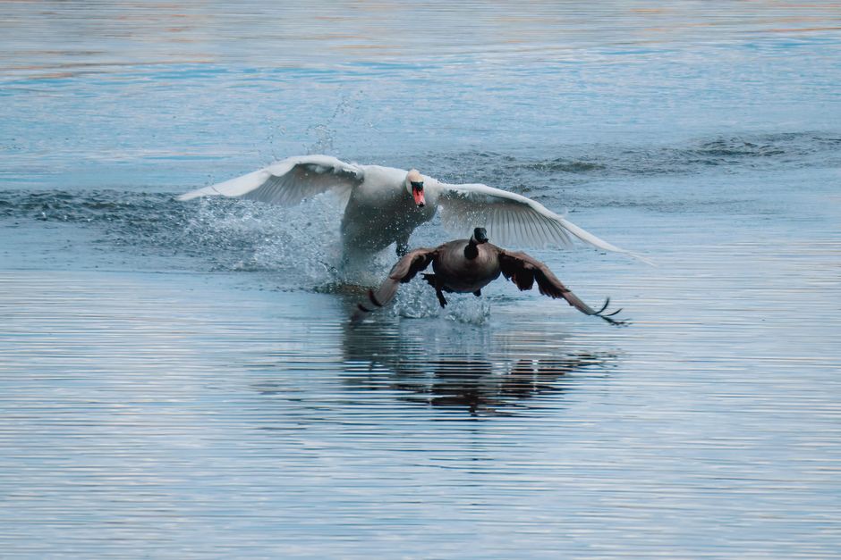 Captivating scene of a swan chasing a goose across a serene lake showing nature's dynamic interactions.