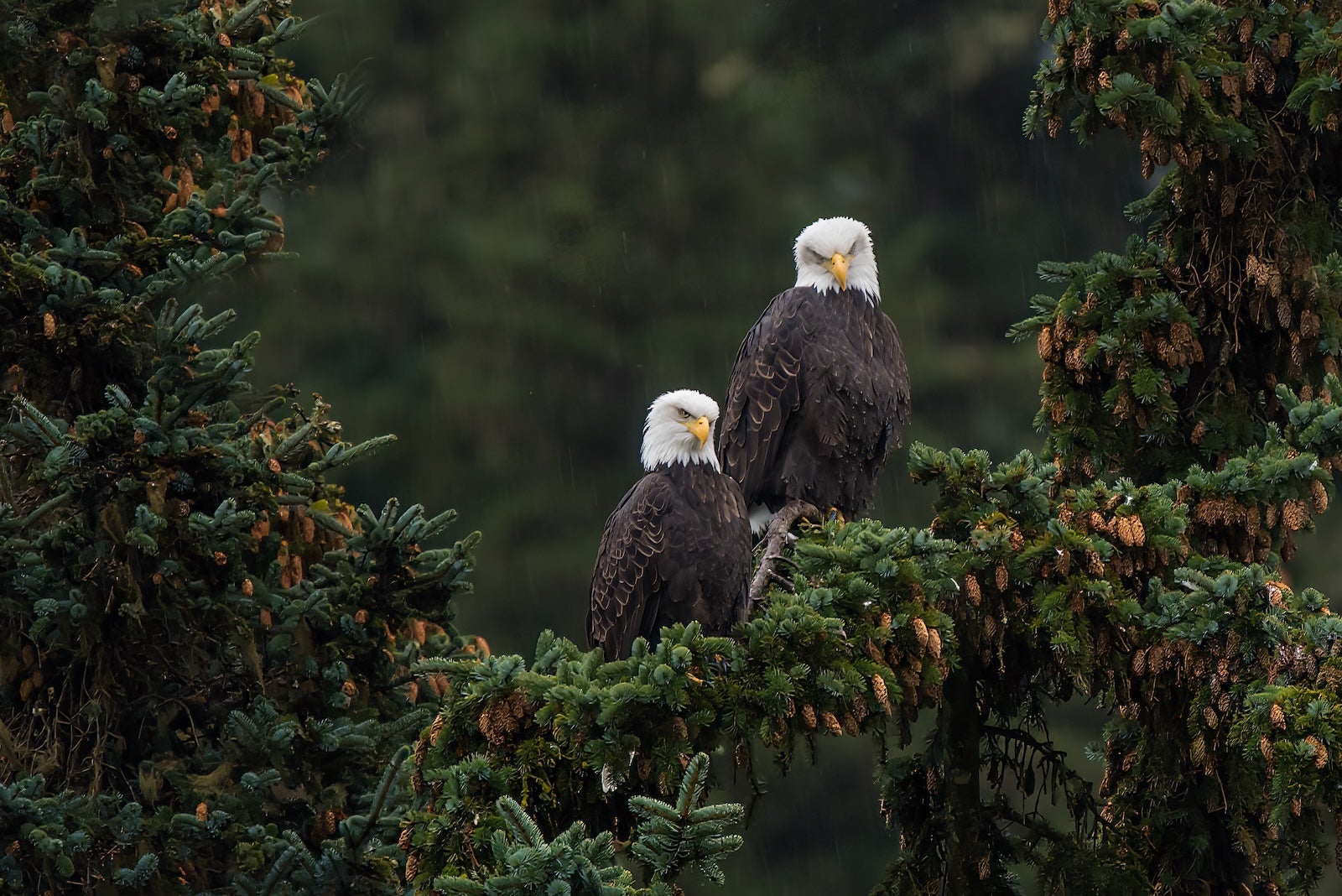 Sitka, Alaska: Culture and Wildlife Off the Cruise Beaten Path